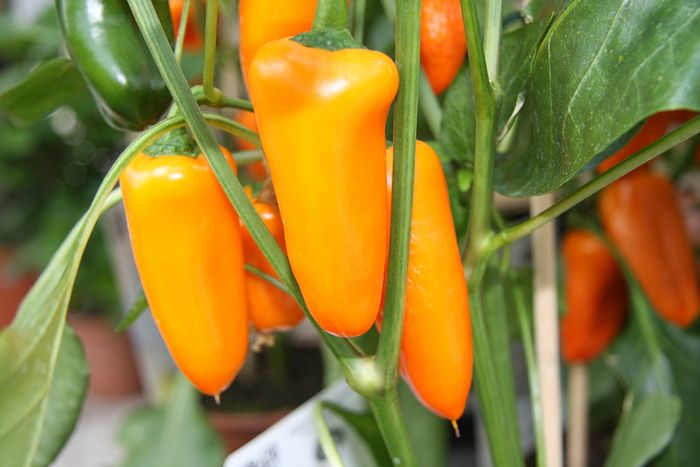 Paprika Paprika