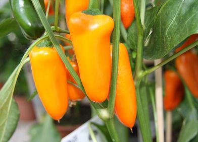 Paprika