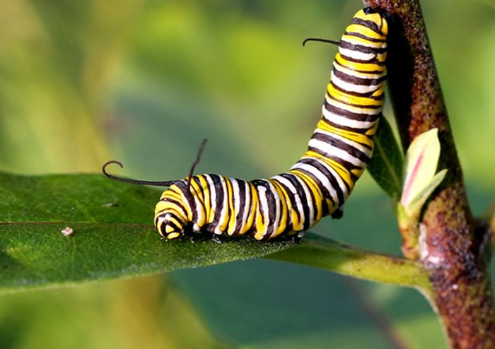 Schmetterlingsraupen Schmetterlingsraupen