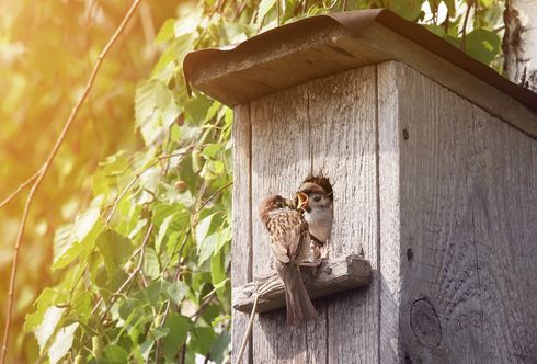 Ganzjährige Vogelfütterung