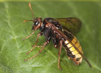 Blattwespen