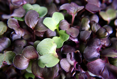 Microgreens- Powerfood von der Fensterbank