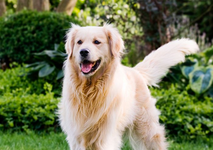 Hunde Hunde