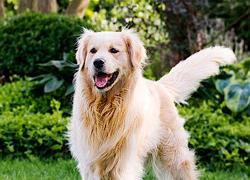 Hunde