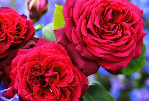 Gesunde und blühfreudige Rosen
