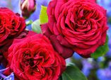 Gesunde und blühfreudige Rosen