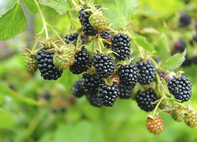 Brombeere