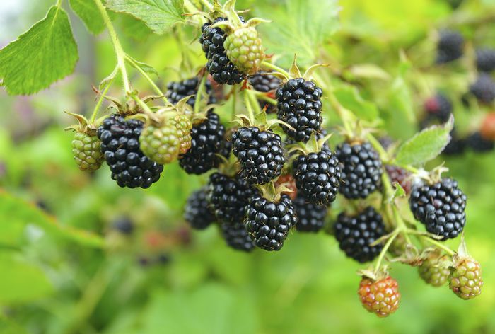 Brombeere Brombeere