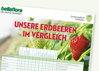 Sorten Erdbeeren