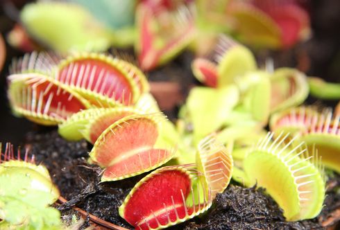 Bio-Insektenbekämpfung: fleischfressende Pflanzen