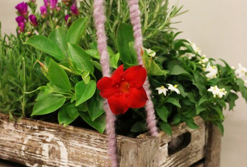 Duft und Blüten