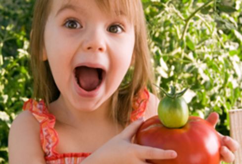 Tomate - der „Liebesapfel“ - richtige Pflege