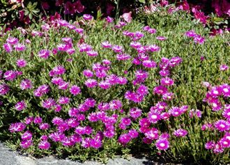 Mittagsblume (Delosperma)