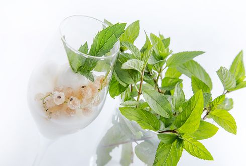 Ribiselsorbet