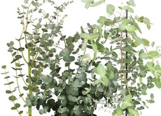 Eukalyptus-Busch