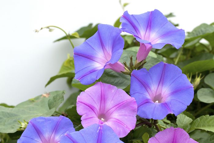 Prunkwinde u. Sternwinde Prunkwinde u. Sternwinde