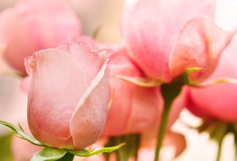 Rosen und ihre Symbolik