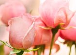 Rosen und ihre Symbolik