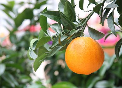 Orangenbaum
