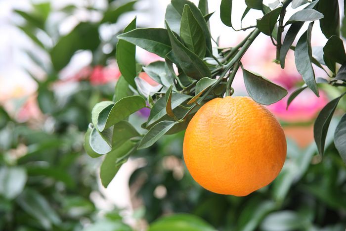 Orangenbaum Orangenbaum