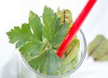 Süß-saurer Blutampfer-Sellerie-Smoothie