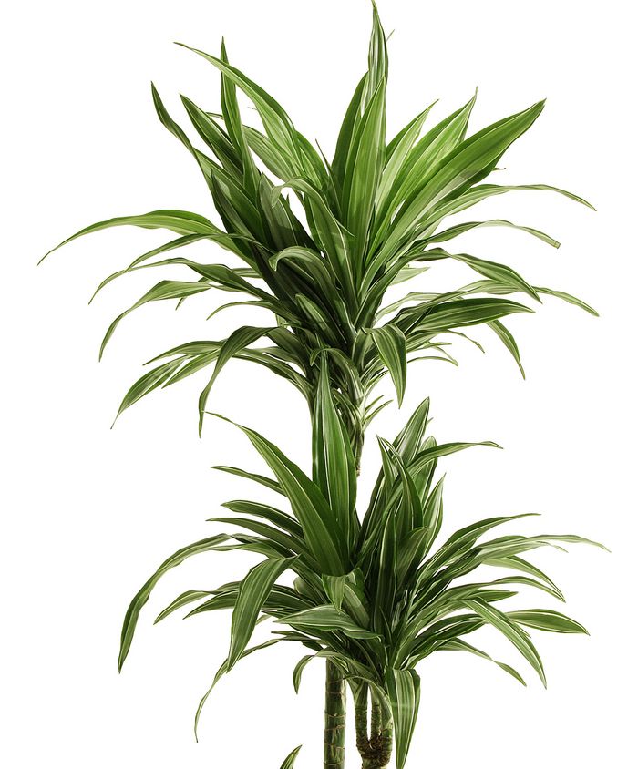 Drachenbaum Drachenbaum