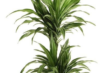 Drachenbaum