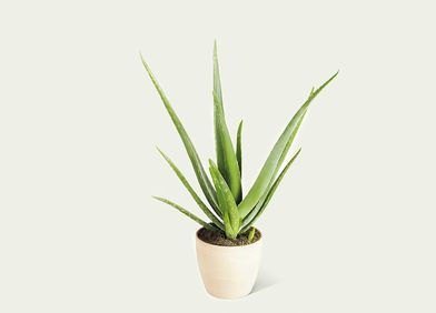 Echte Aloe