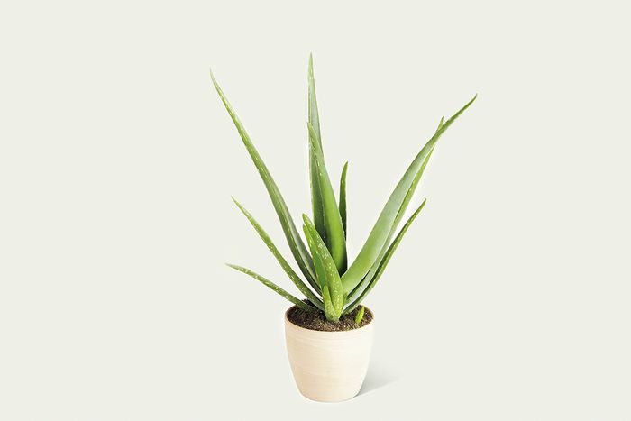 Echte Aloe Echte Aloe