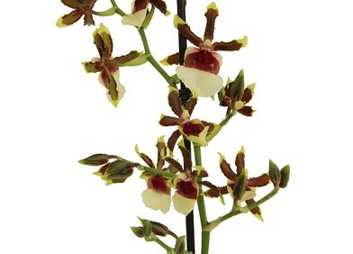 Zahnzungenorchidee