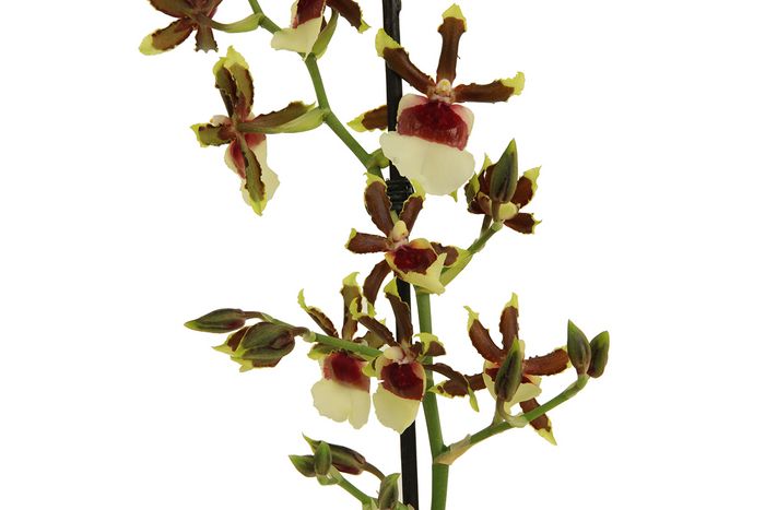 Zahnzungenorchidee Zahnzungenorchidee