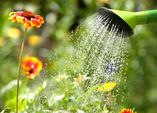 7 Hitzeschutztipps für Pflanzen