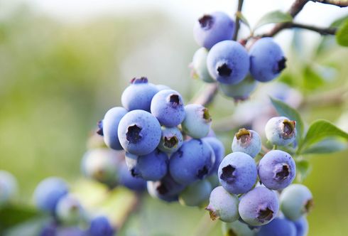 Die blauen Beeren sind wieder da