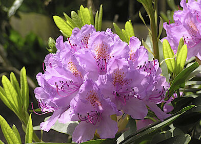 Rhododendren
