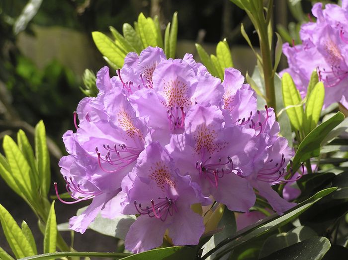 Rhododendren Rhododendren