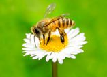 Unbeschwerte Gartenfreuden im Naturgarten – Ein Lebensraum für Insekten