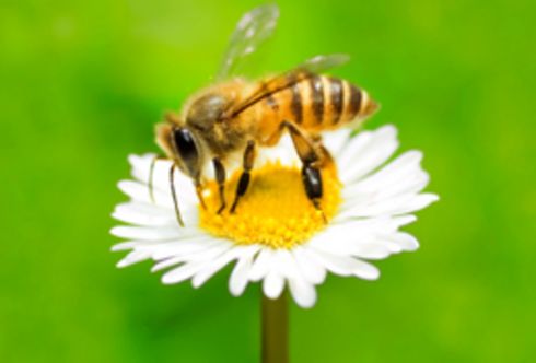 Unbeschwerte Gartenfreuden im Naturgarten – Ein Lebensraum für Insekten