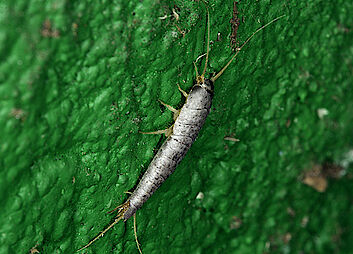 Silberfischchen