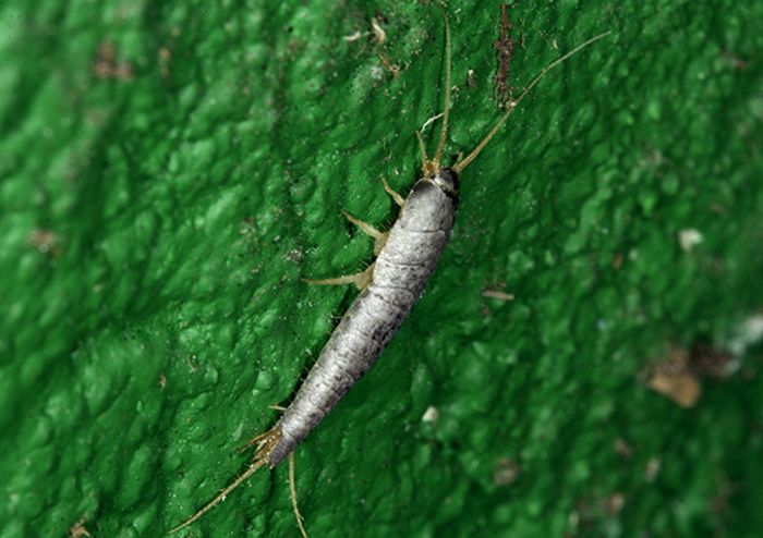 Silberfischchen Silberfischchen