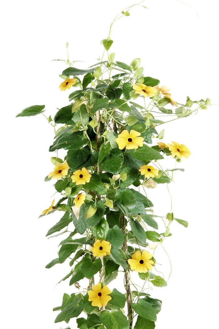 Schwarzäugige Susanne Schwarzäugige Susanne