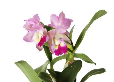 Cattleya