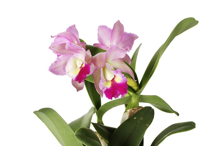 Cattleya Cattleya