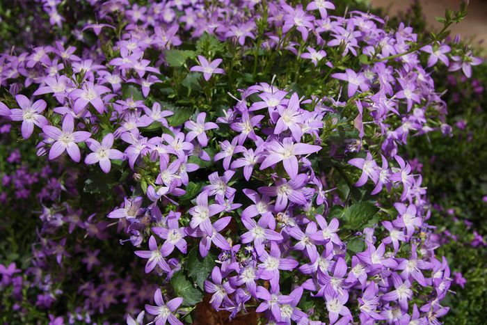 Glockenblumen Glockenblumen