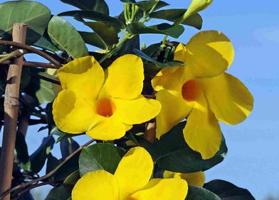 Dipladenia
