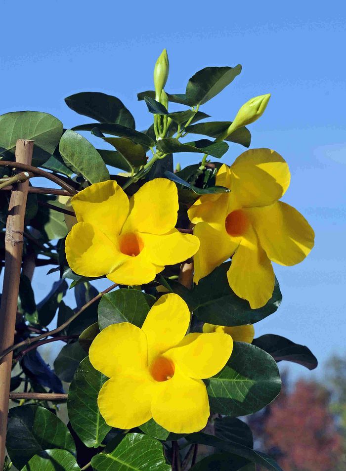 Dipladenia