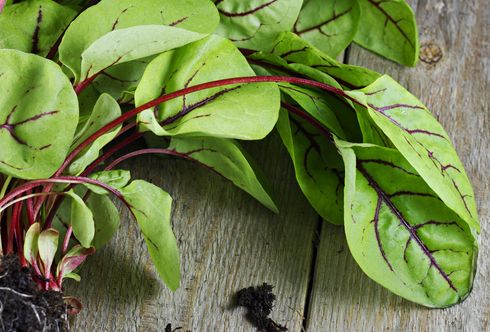 Kleines Gemüse ganz groß! Microgreens
