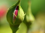 Rosenpflanzung für Profis