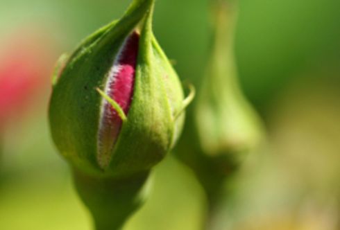 Rosenpflanzung für Profis