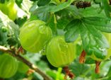 Echter Mehltau an Stachelbeeren
