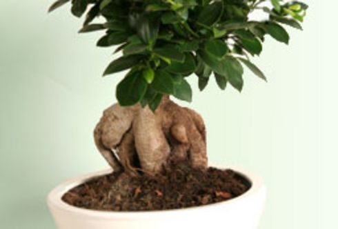 Bonsai
